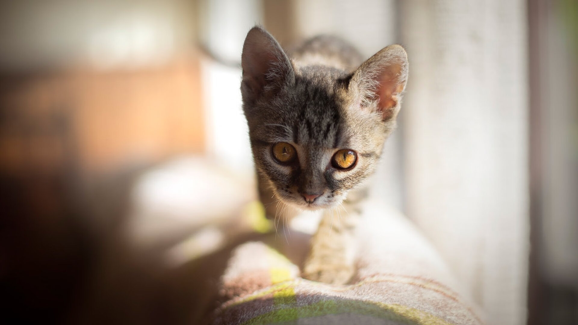 美网鏖战与伦敦盛宴，阿尔卡拉斯的两重门与新生代宣言