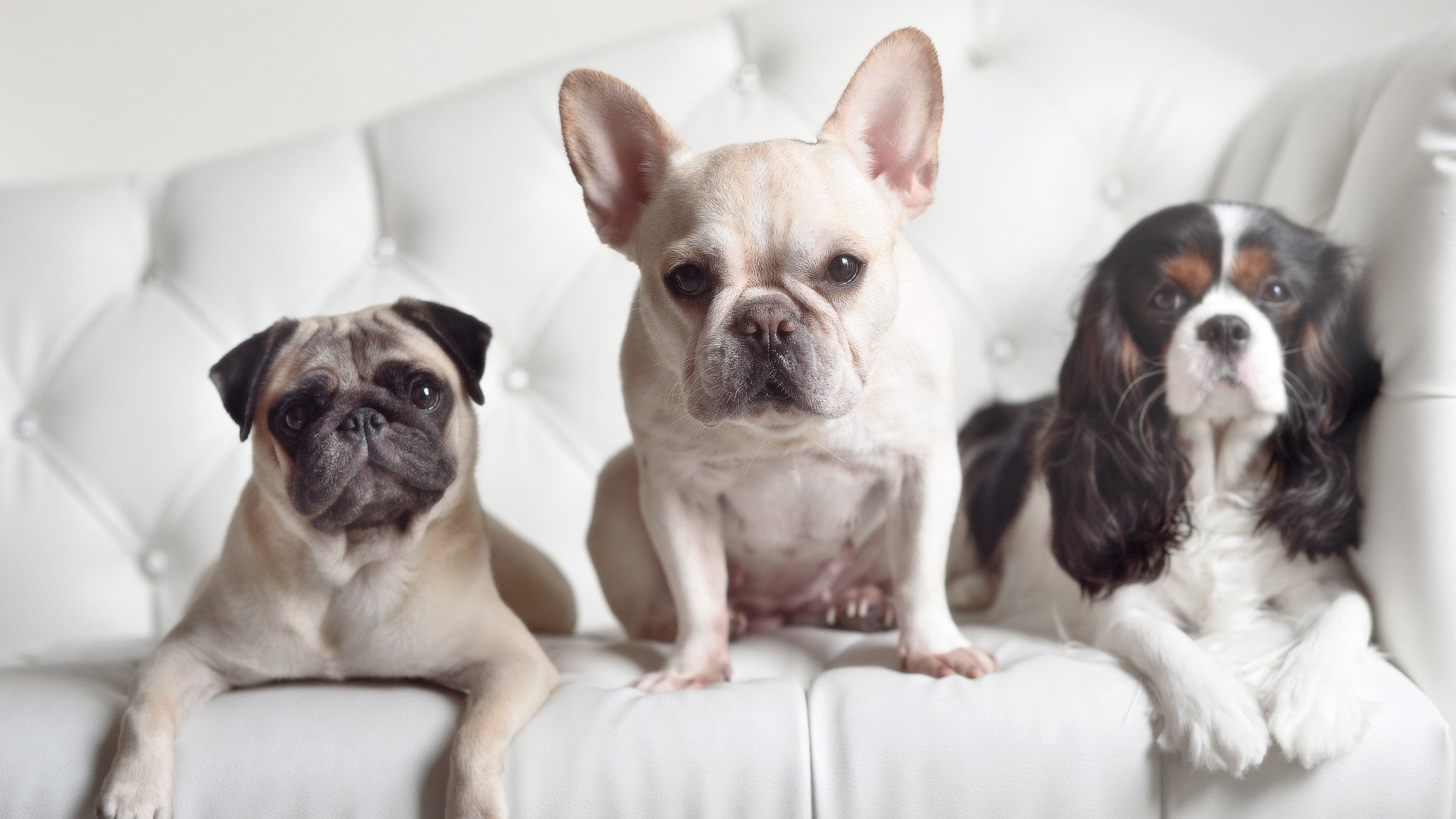 南美野性驯服都灵雄狮，哥伦比亚横扫尤文，蒂亚戈状态火热