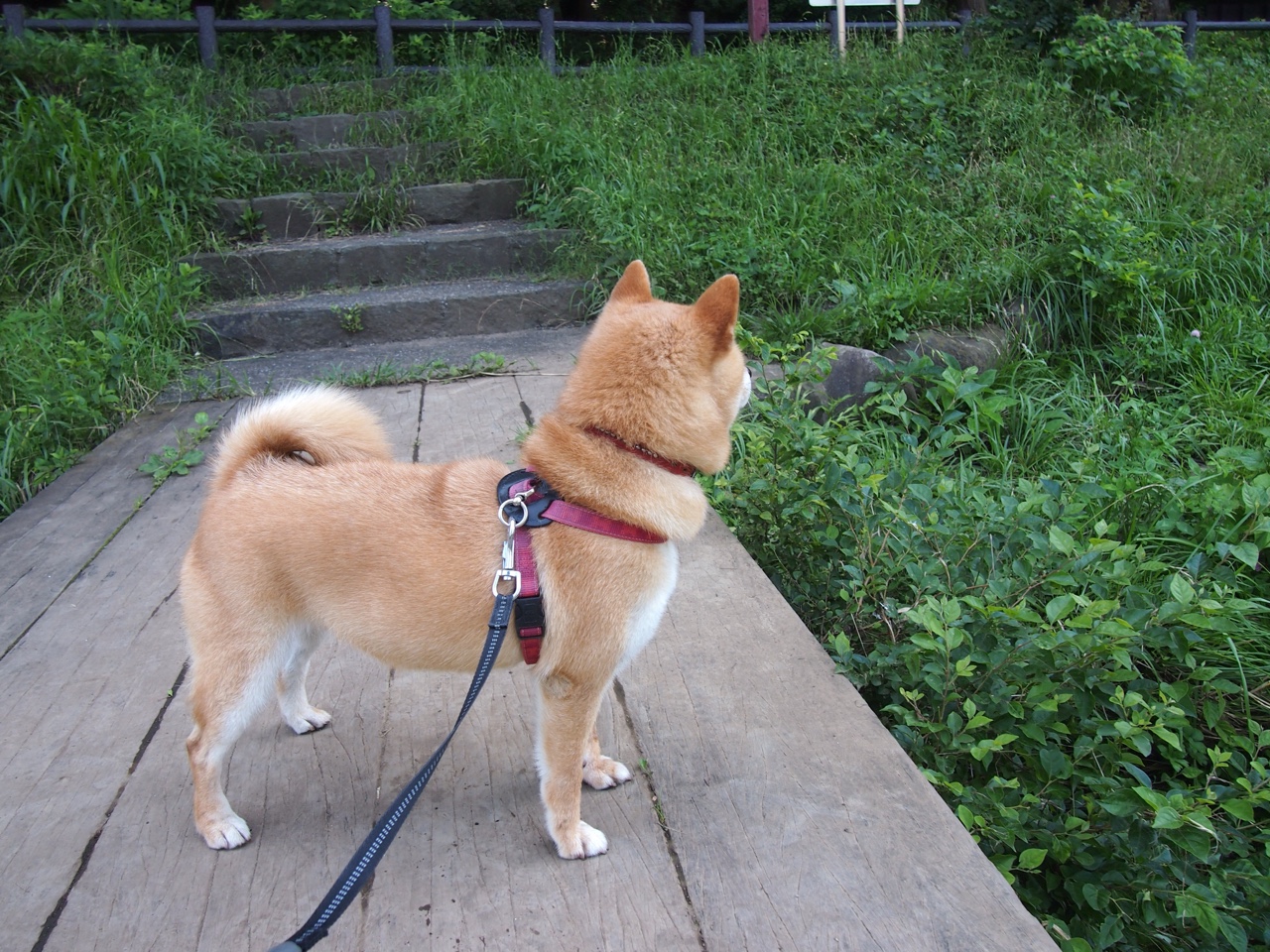 若日尼奥中场魔术师降临，阿森纳欧战横扫土耳其显霸气