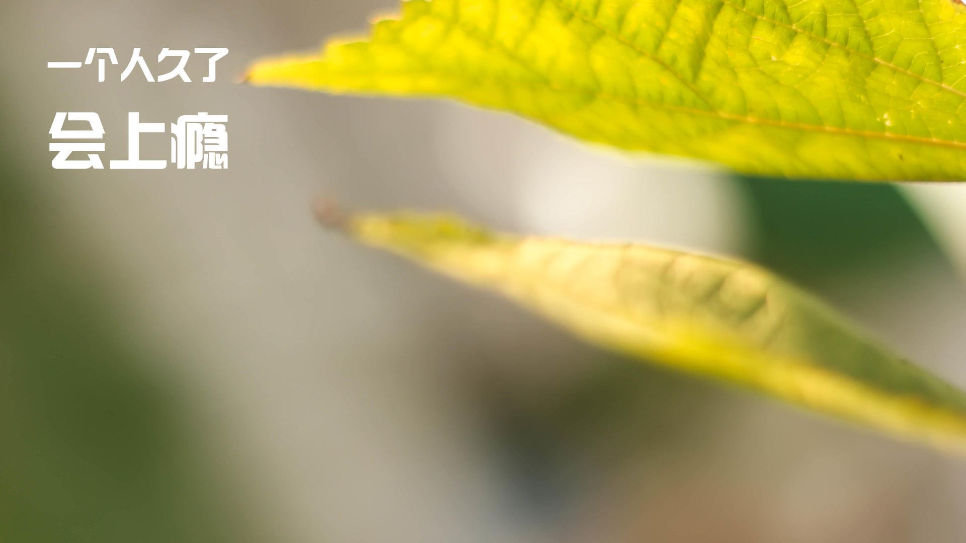 速度革命,从巴西的闪电战到布雷默的德比宣言—足球新纪元的双重奏