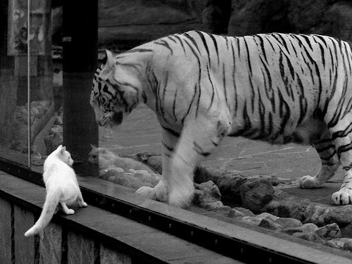 冰雪与黄沙的角力,赖斯一锤定音,挪威险胜阿尔及利亚