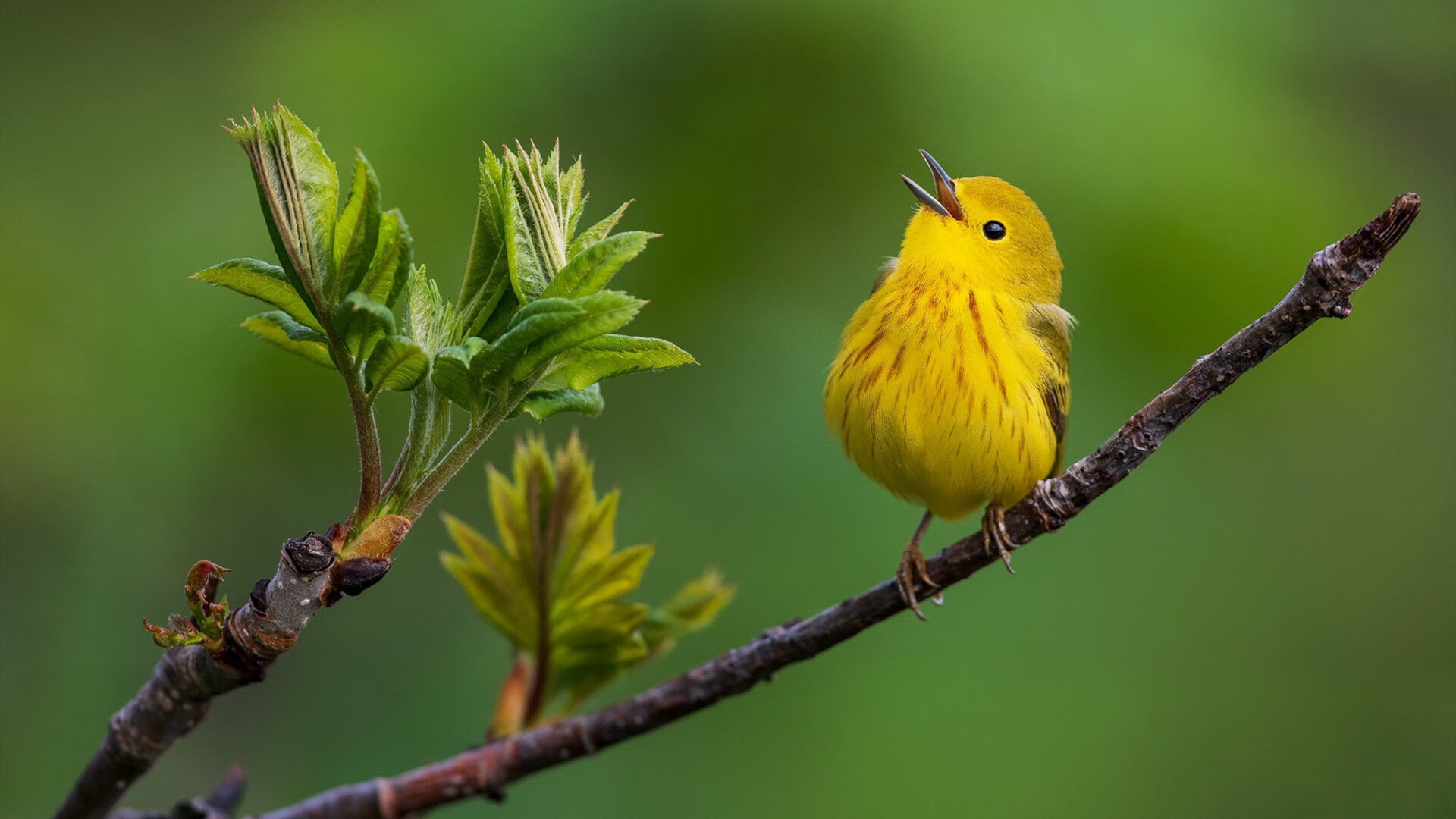 逆流者,范弗利特如何在迈阿密重塑秩序?