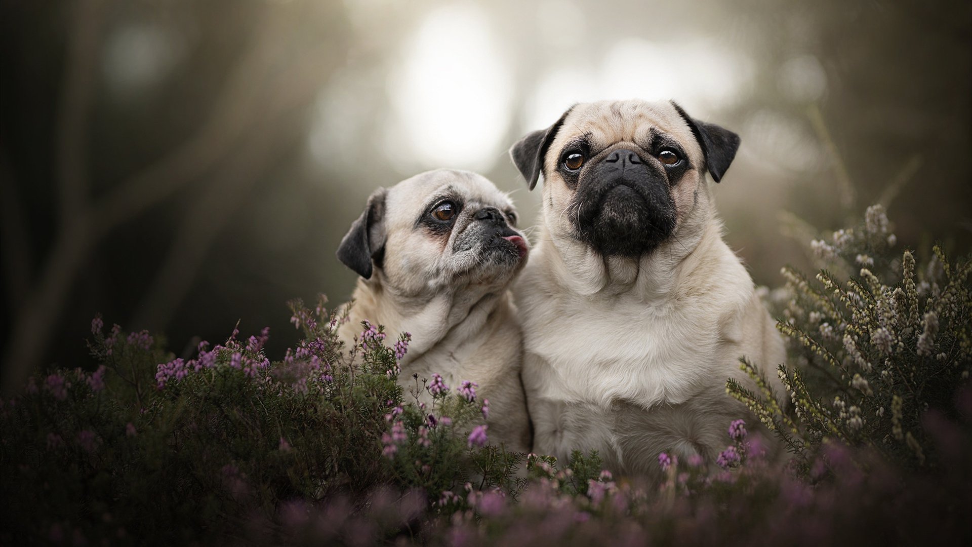 瑞士军刀的利刃,劳塔罗如何成为冲垮希腊神话的关键先生