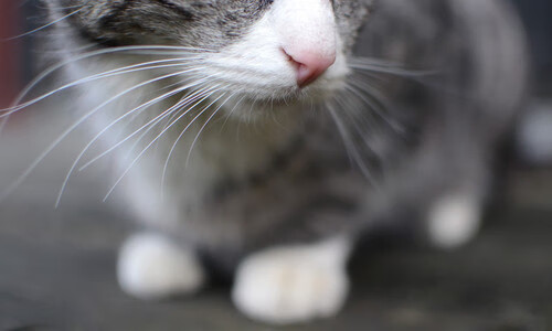 背对加速的世界，德罗赞用过时的节奏，为爵士与鹈鹕之战按下暂停键