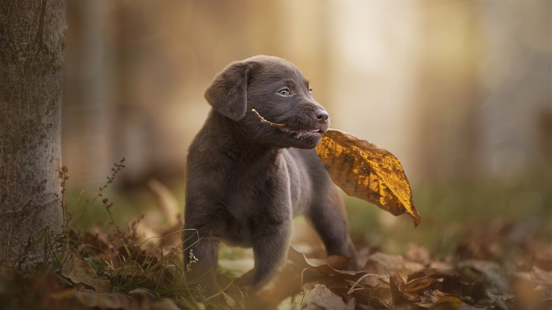 马德里大师课，当精密战术化为无形绞索，迪巴拉的匕首已刺穿悬念