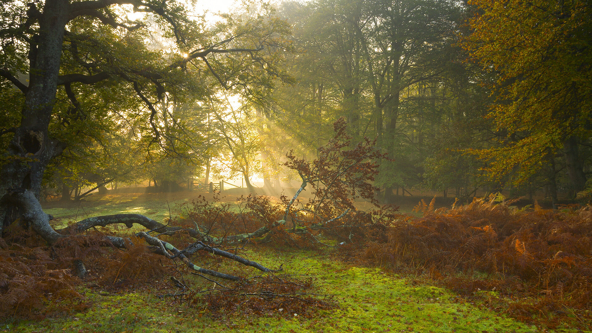双子星闪烁高原，独行侠崛起背后的巨兽觉醒与哲学思辨