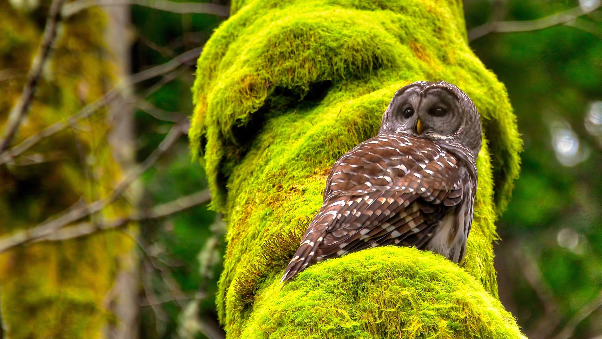 天才闪耀与铁壁合围,两种篮球哲学的深夜对话