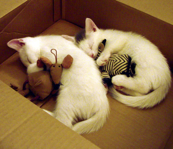 平行宇宙的抢七史诗,当克利夫兰骑士决战上海大鲨鱼