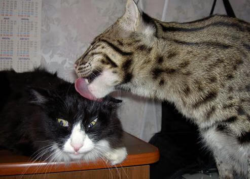 双线争冠，赛道嘶吼与球场锋芒的交响