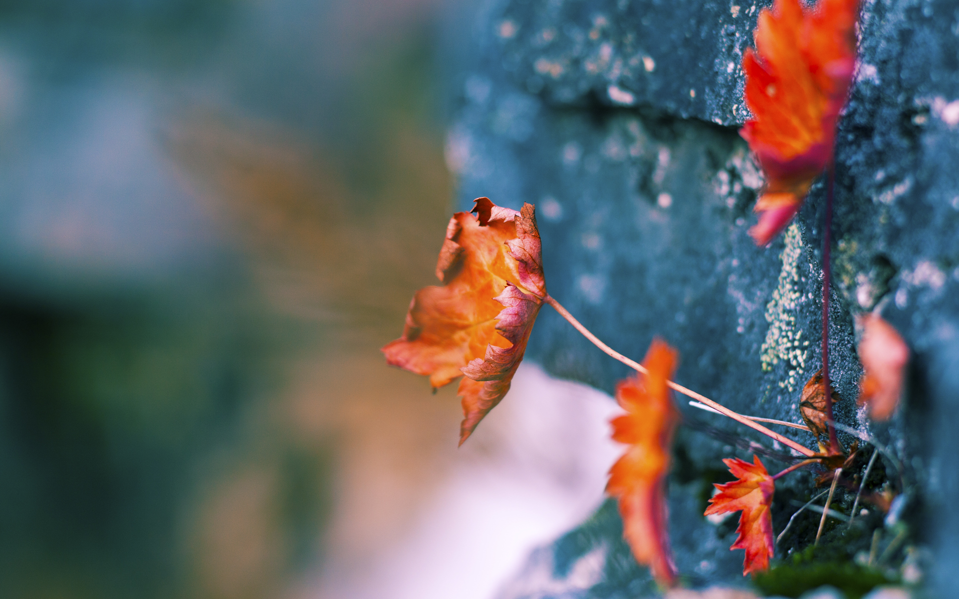 哥伦比亚对阵拜仁,当中卫哈兰德献出生涯之夜