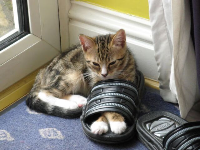 铁闸与利刃，卡瓦哈尔在佛罗伦萨与哥伦比亚对决中的致命一击