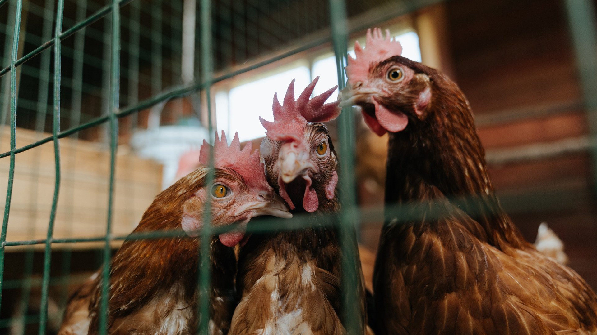 冰冷手指掌控命运，贝恩如何以一场比赛定义活塞对阵开拓者的全部故事